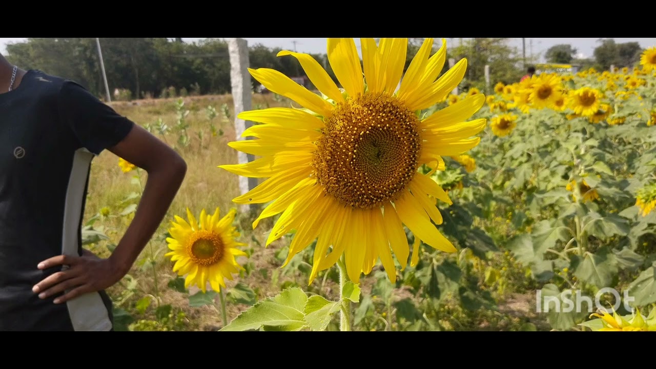 January 23, 2026 smile sunflower in the morning