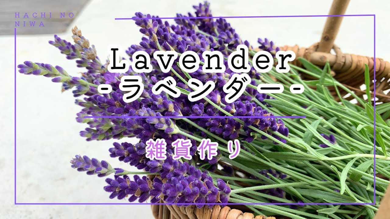 【手作り小物】初夏の香り、採れたてラベンダーで簡単雑貨作り❣️【花遊び】