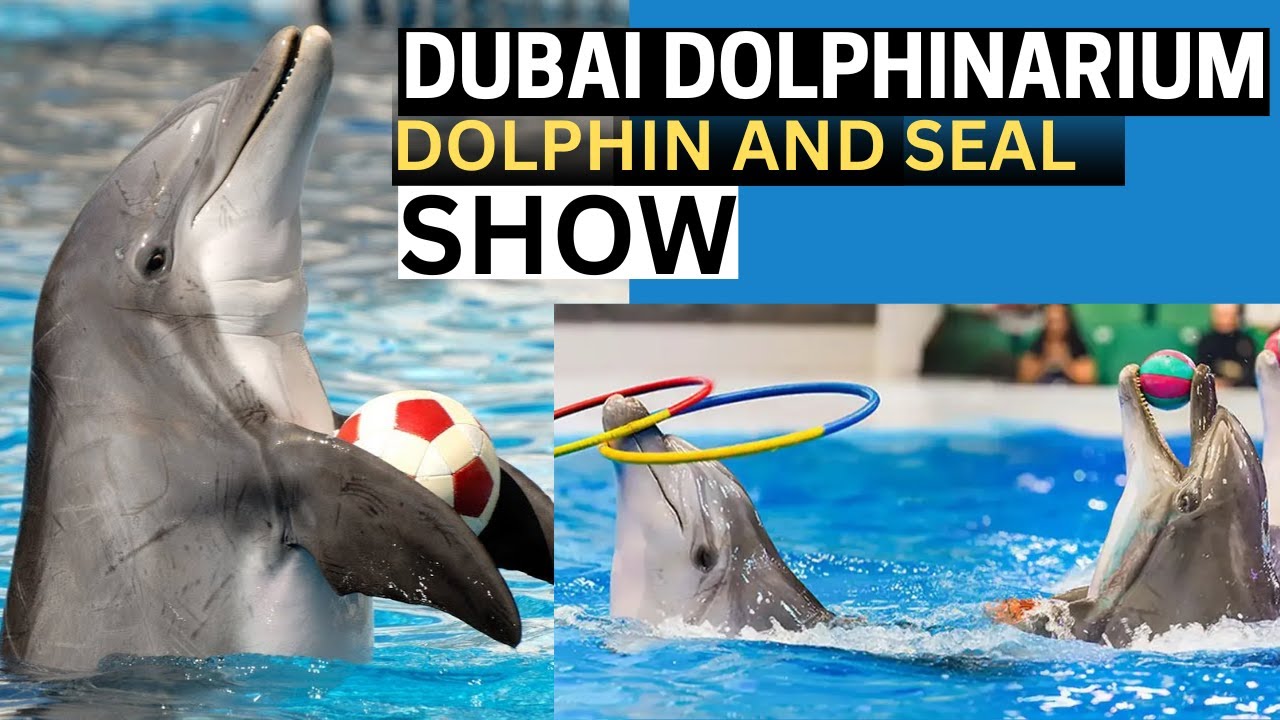 Dubai Dolphinarium | Dubai Dolphin and Seal Show | Dubai Tourist attractions | Creek Park