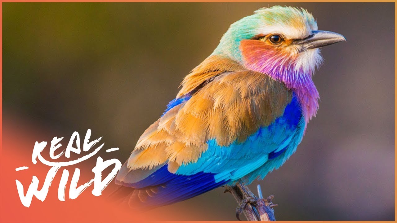 The Birds Of Botswana | Botswana's Animal Kingdoms
