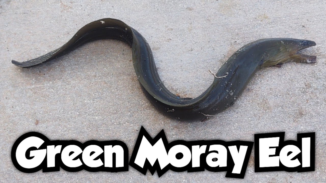 Fishing for Moray Eels for the First Time | Green Moray Eel