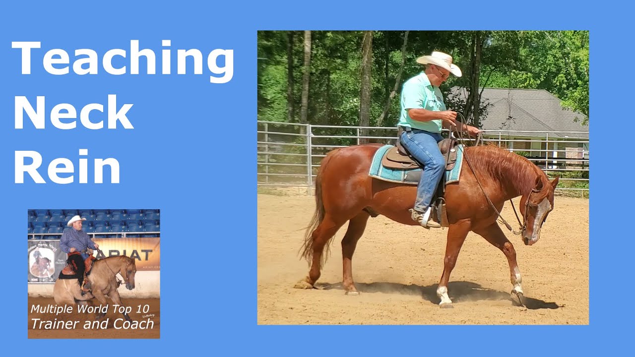 Teaching a western horse to neck rein