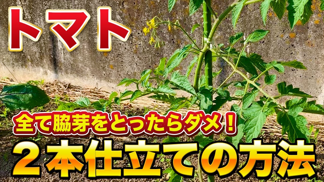 【トマト栽培】２本仕立て収量が倍増する栽培方法！１本仕立てにするべきか？２本仕立てにするべきか？を徹底解説！