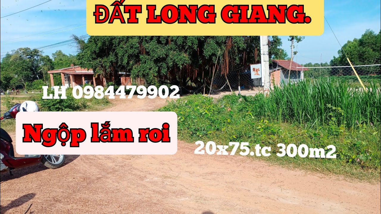 💓ĐẤT LONG GIANG.. NGÔP LĂM ROI. 20X75. TC 300M2. LH 0984479902
