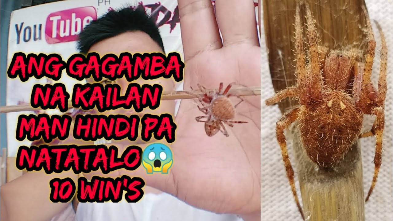 Ang ika sampung Laban😬 mananalo kaya? (Greatest fight)