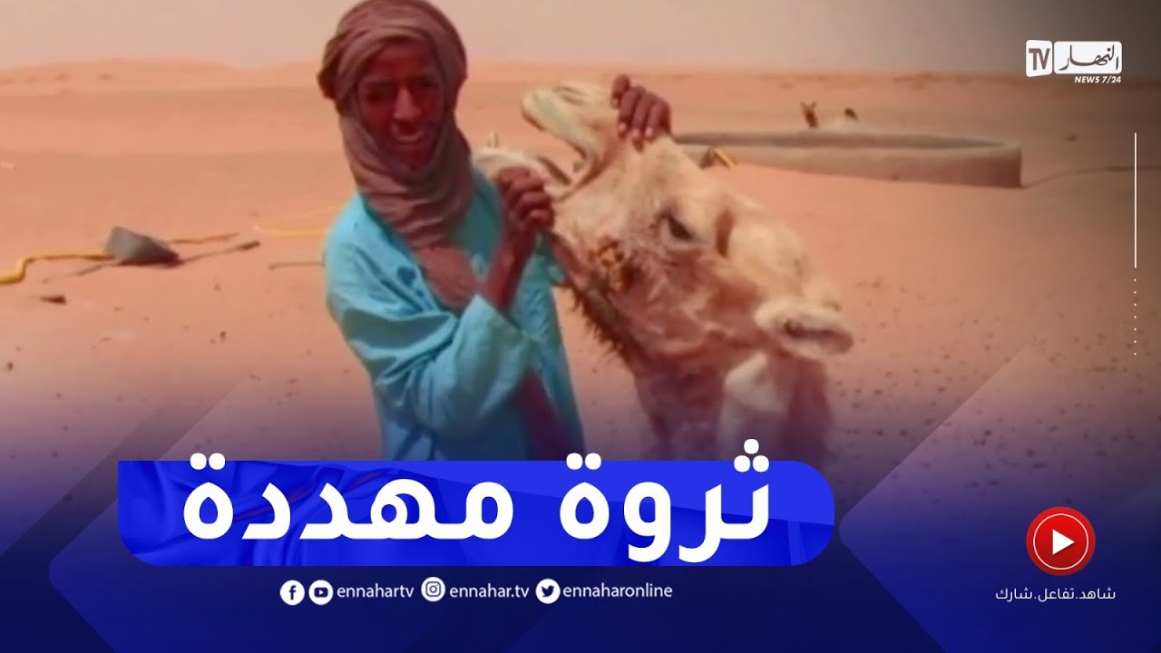 برج باجي مختار: تربية الإبل.. نشاط مهدد ونقص الشعير يلقي بظلاله على موالي المنطقة