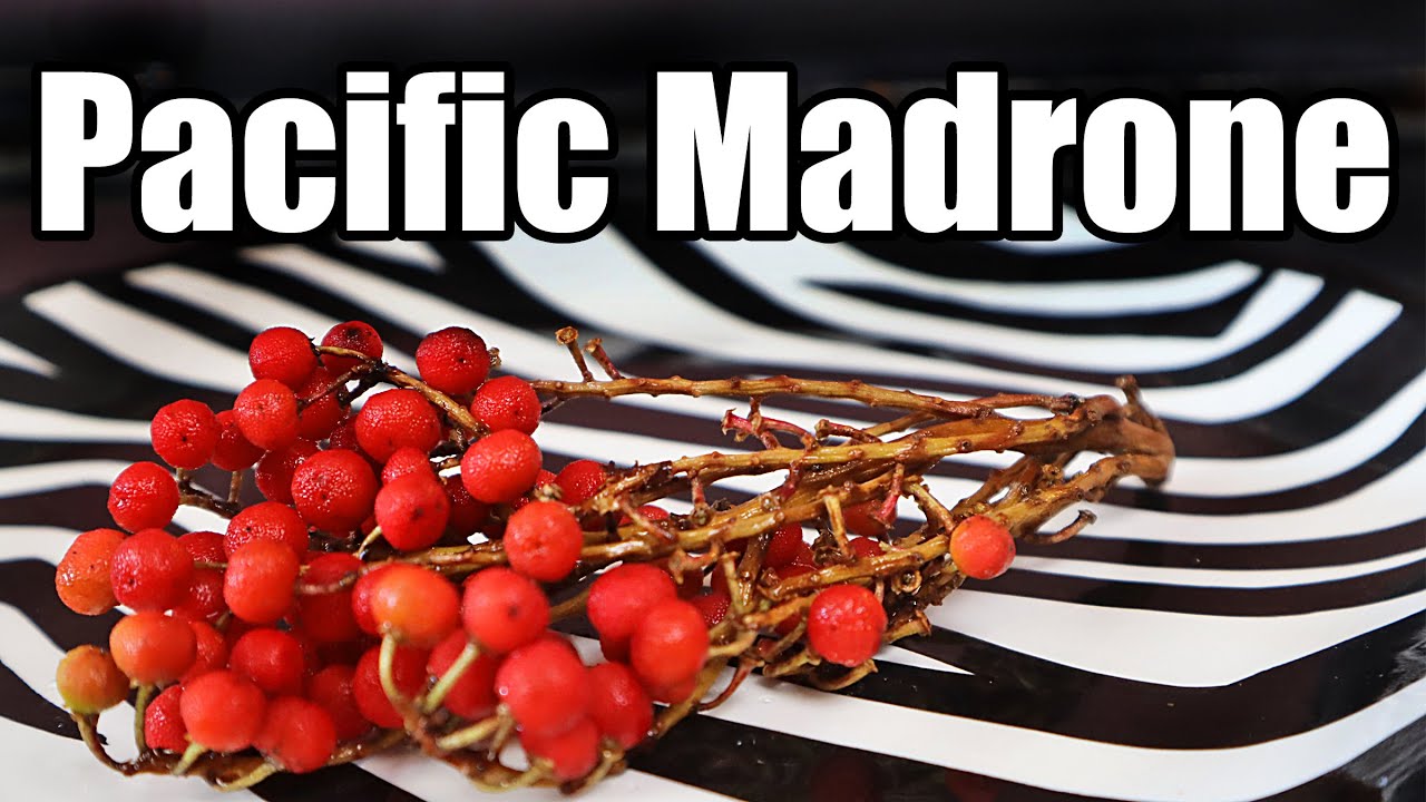 Pacific Madrone (Arbutus menziesii): Trying a Native Fruit Raw & as Juice! - Weird Fruit Explorer