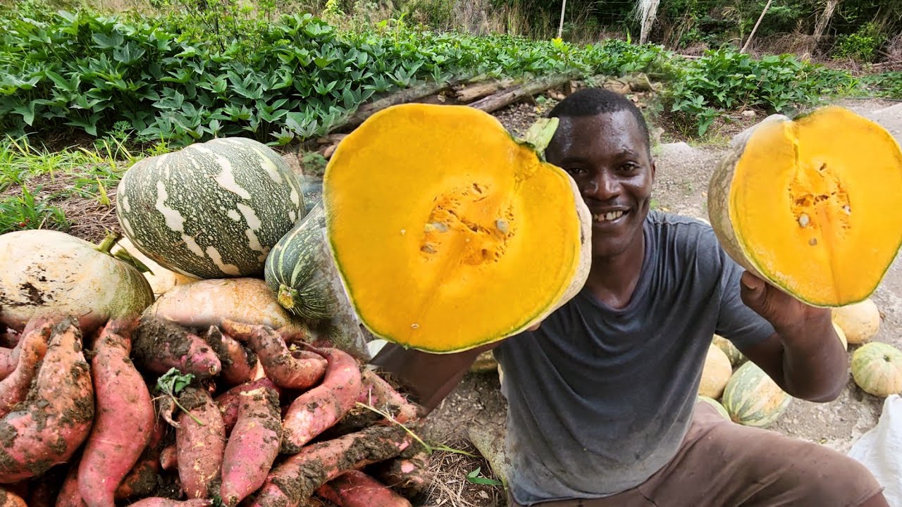 как собрать лучшую красивую тыкву на ферме и картофель для рынка