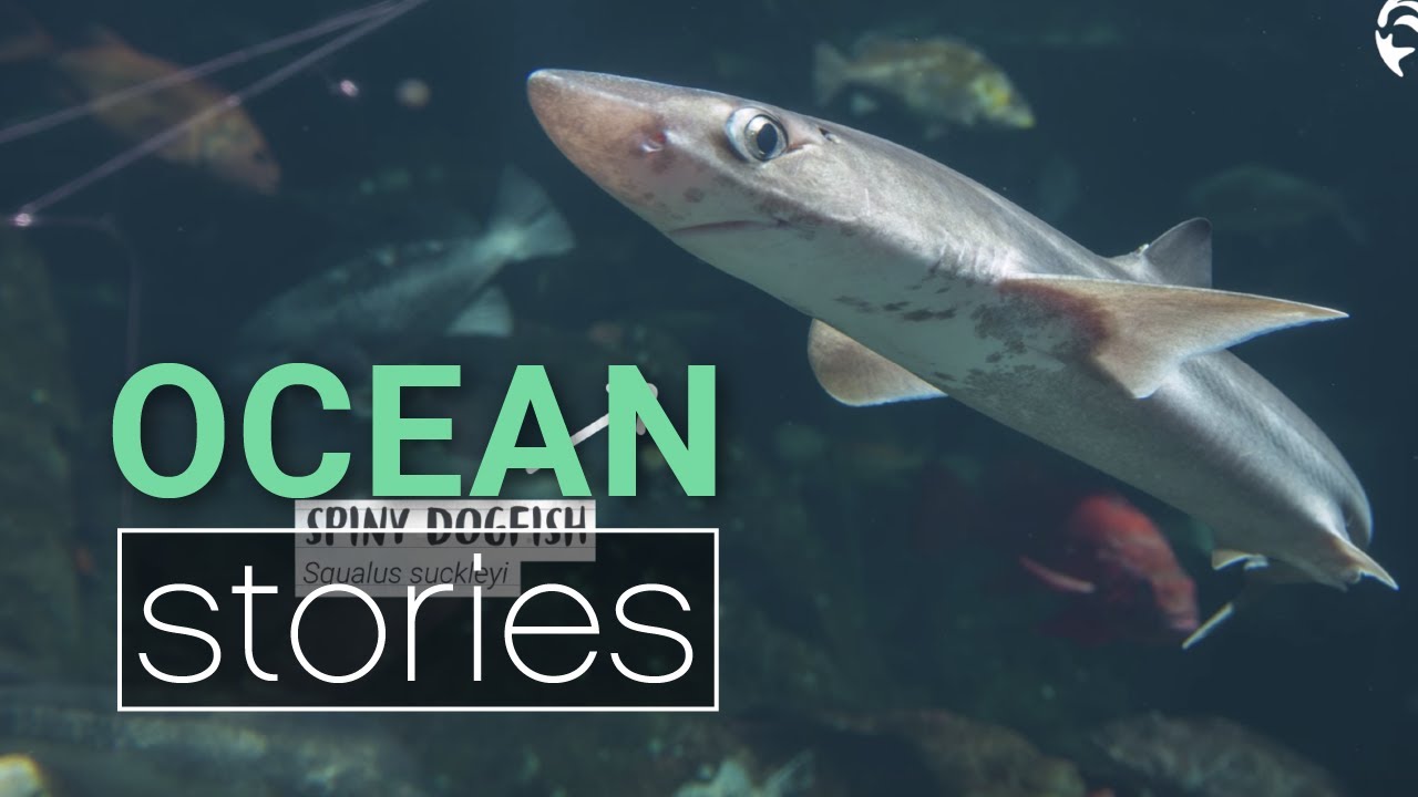 Howe Sound Research Dive Field Notes | Ocean Stories