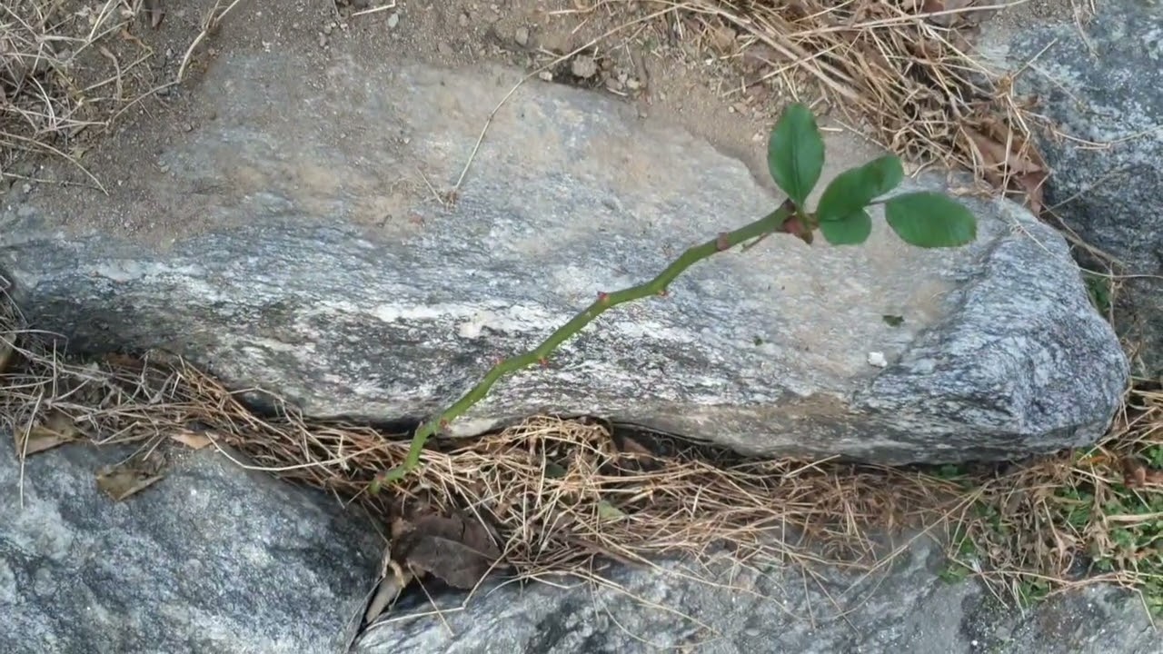 장미의 의지 The resolve of the rose