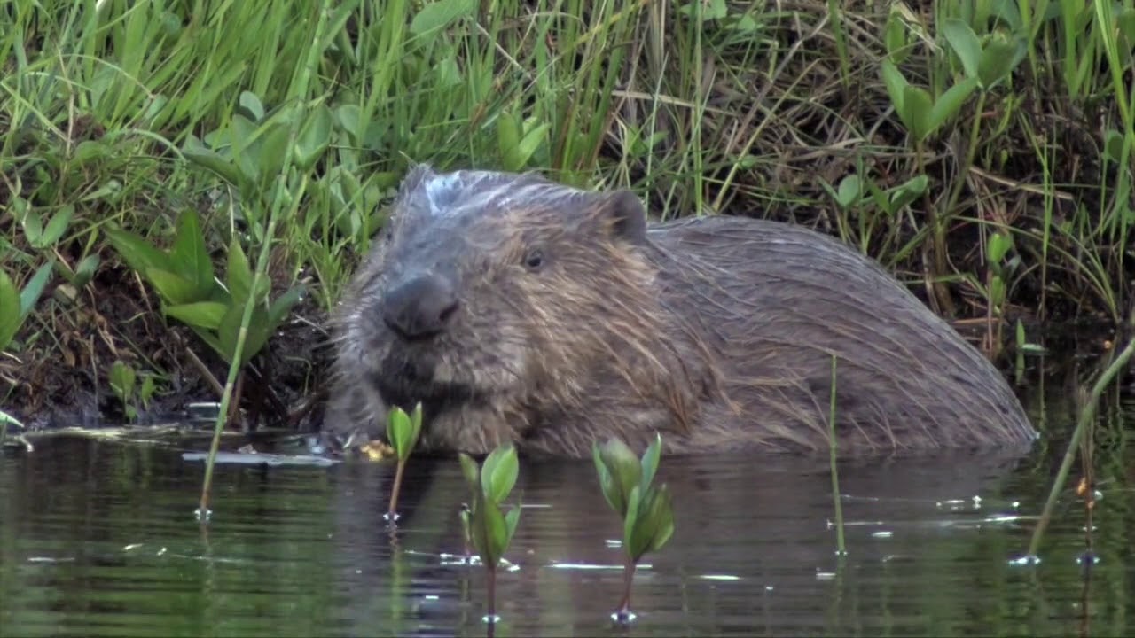Tiveden - djur, natur och m&auml;nniskor