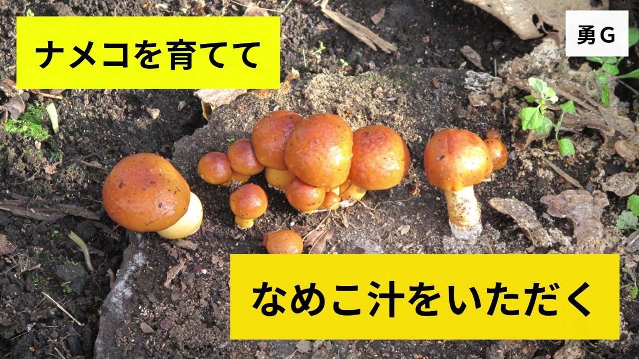 ナメコを育てる