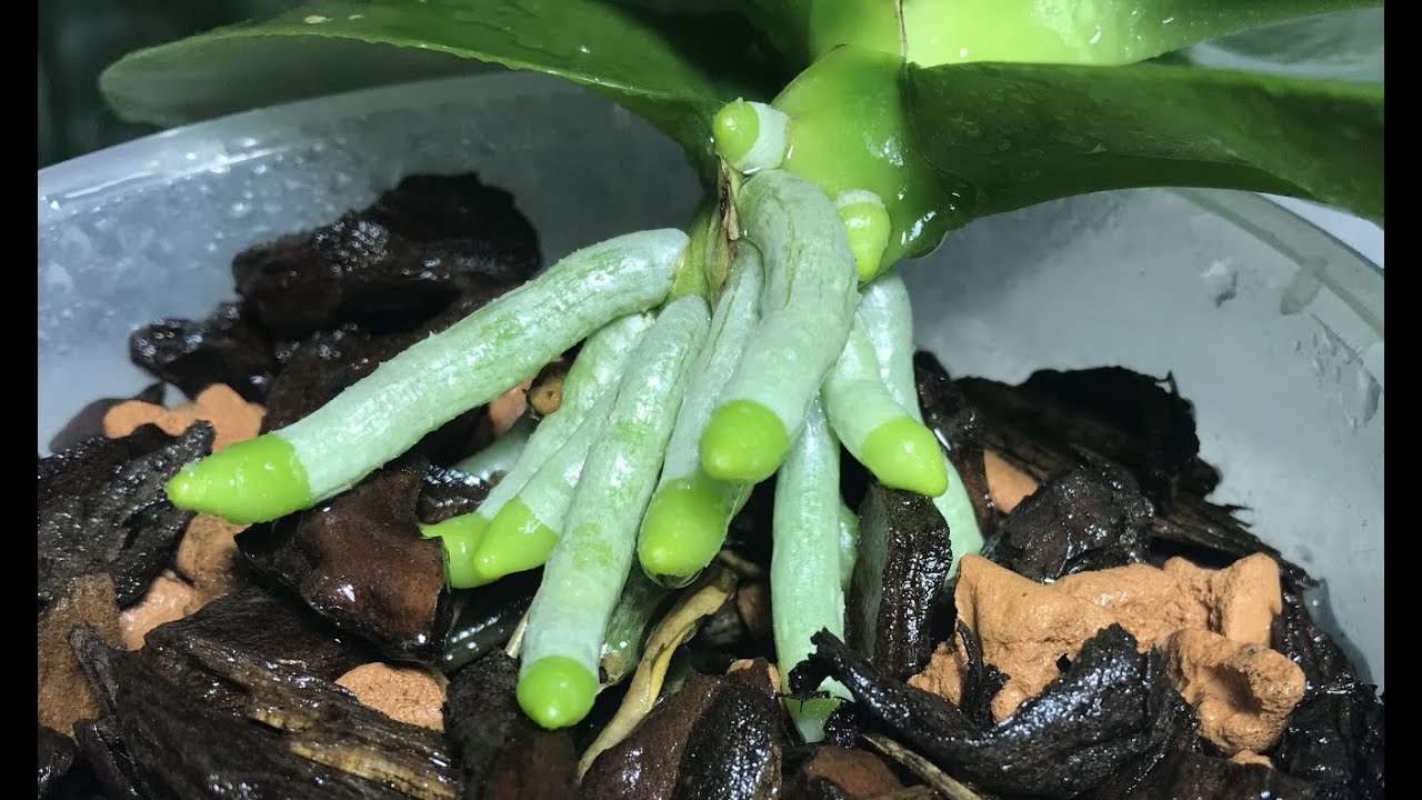 Как нарастить корни у орхидей с CLONEX Rooting Gel. Phal. Schilleriana &times; Stuartiana var. Nobilis