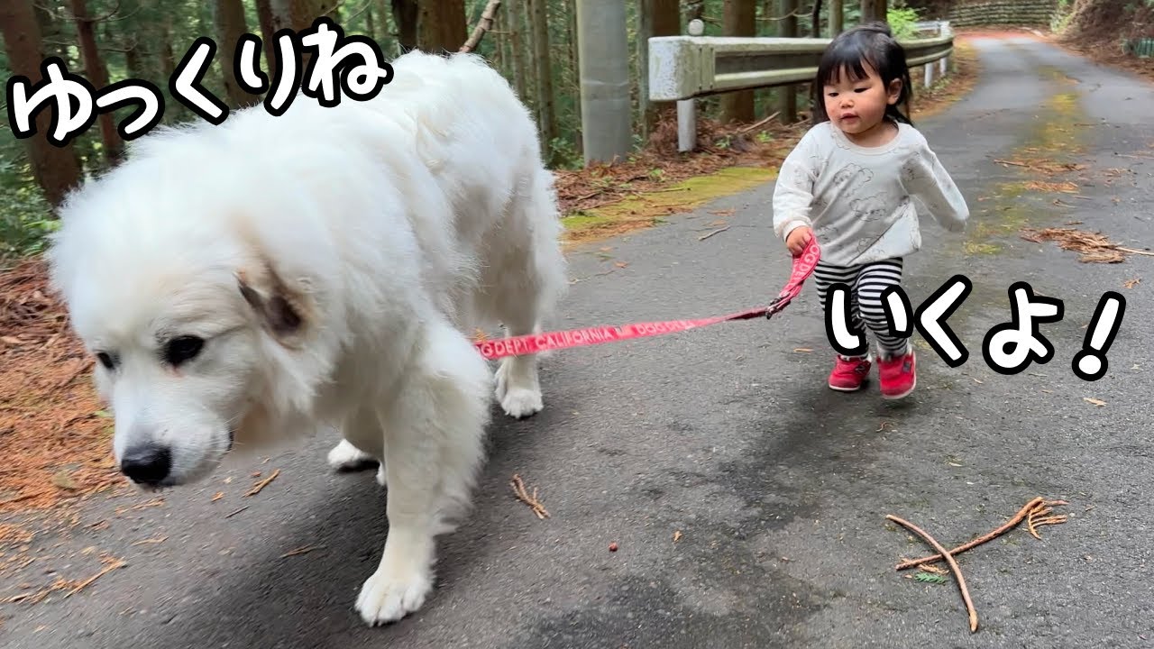 【ついに！】超大型犬のお散歩を完全にマスターした１歳児が凄すぎました…！｜グレートピレニーズ&オールドイングリッシュシープドッグ&トイプードル