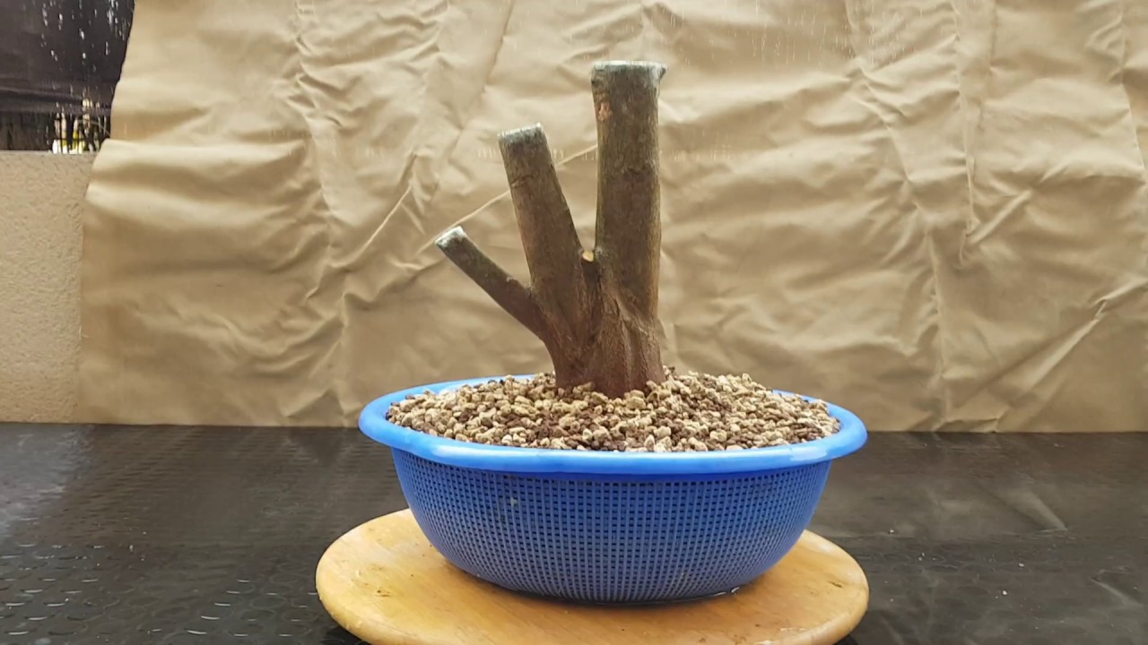 Prebonsai de arce buergerianum, paso a colador 18/12/2019