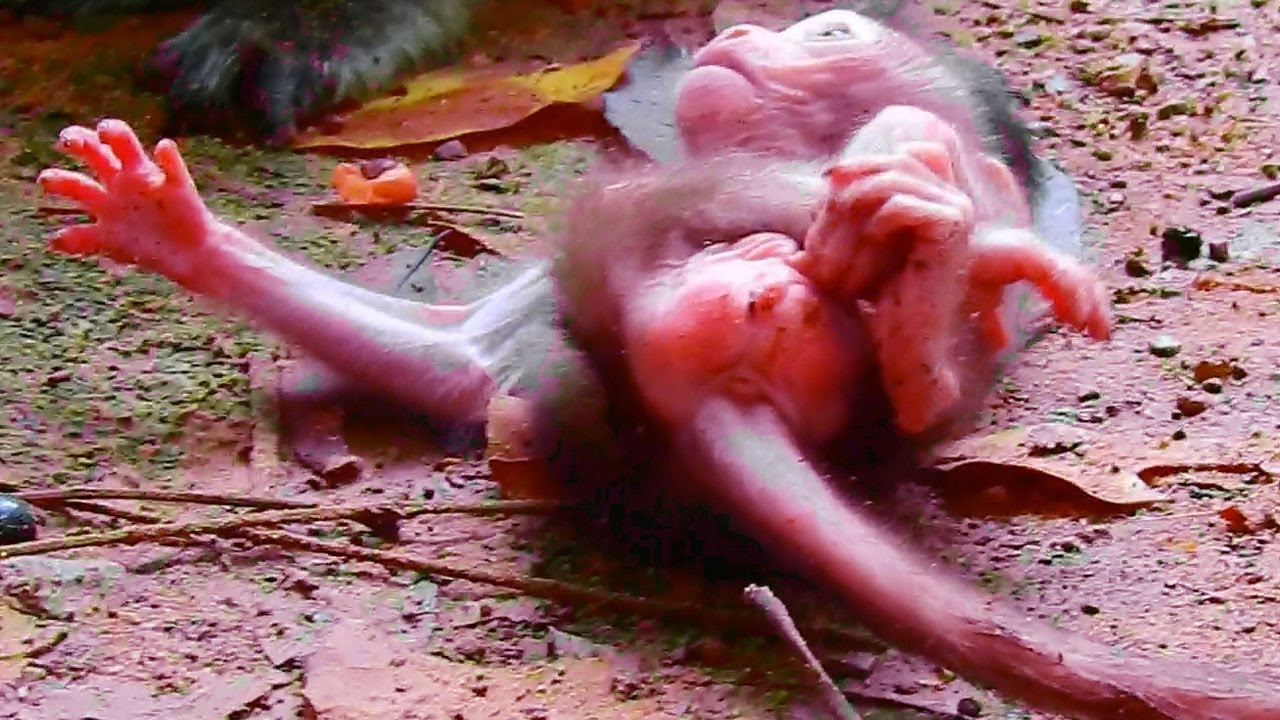 The First Time Newborn Baby Tilly Learn To Walking Herself