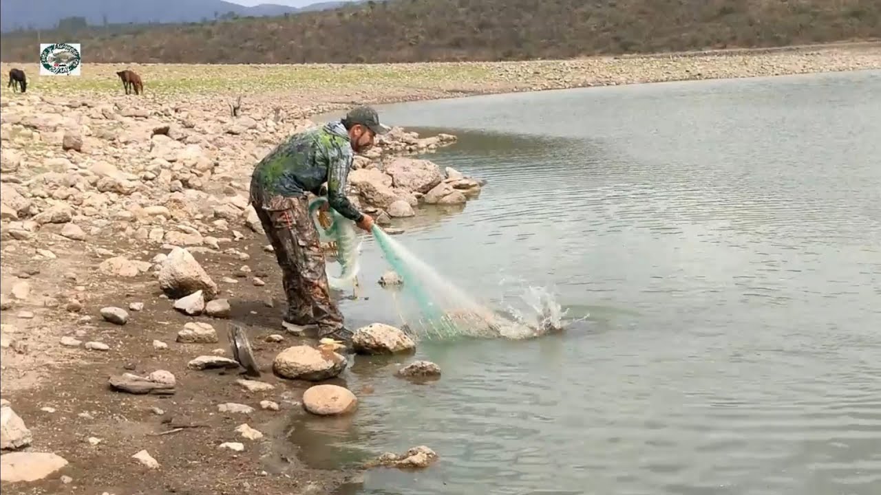 Encontré las tilapias gigantes en el arroyo lleno de rocas