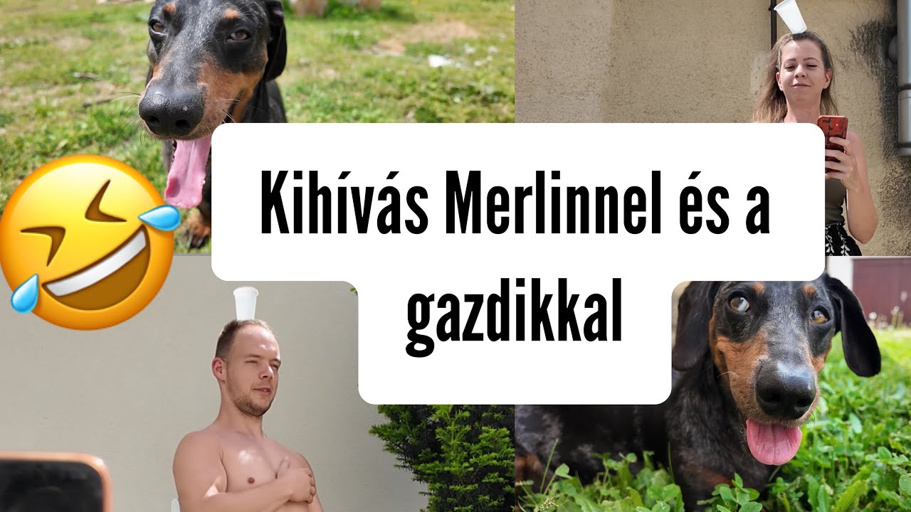 KIHÍVÁS MERLINNEL ÉS A GAZDIKKAL 🤣🤣🤣 #merlinkalandok