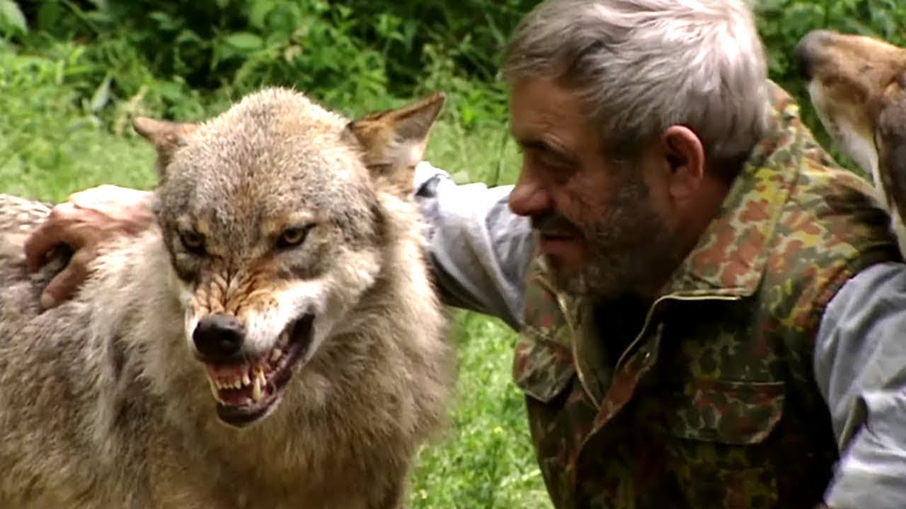 Loups sauvages : il parle avec les bêtes