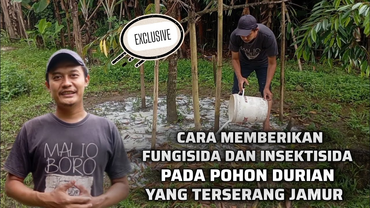 📌 POHON DURIAN TERKENA PENYAKIT JAMUR? FUNGISIDA DAN INSEKTISIDA SOLUSINYA 👍