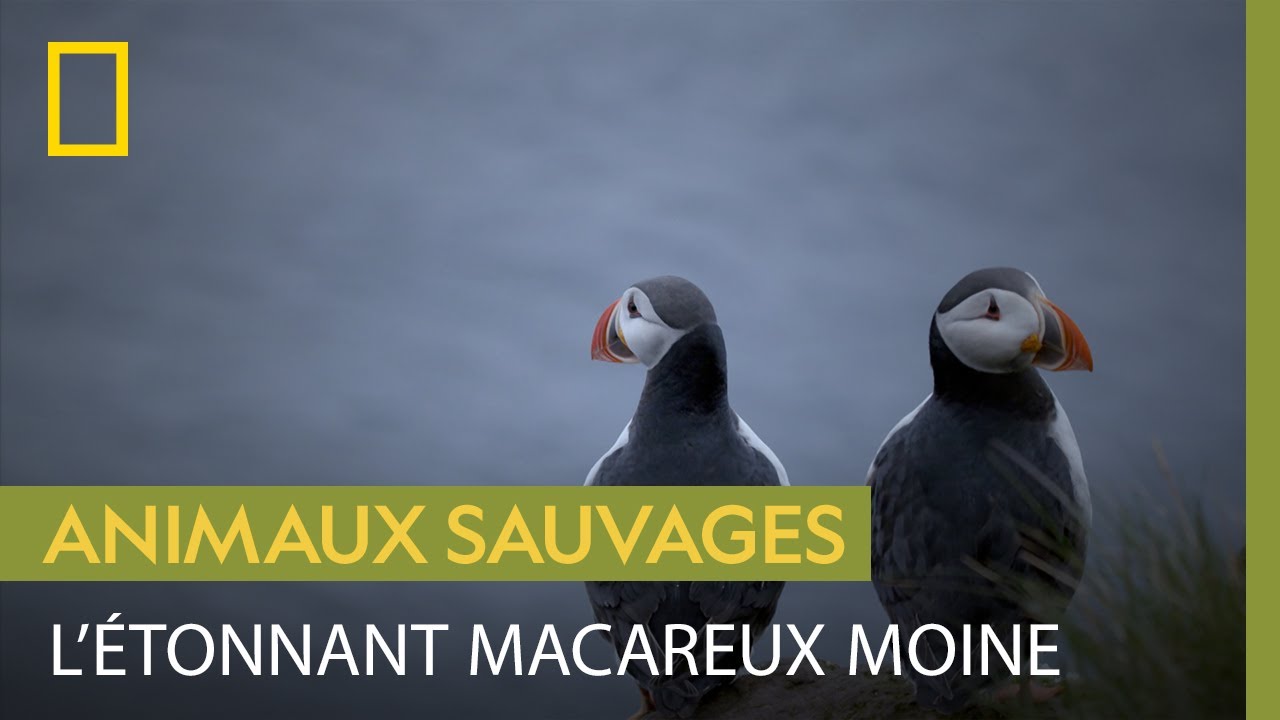 Le macareux, un oiseau plus à l'aise dans l'eau que dans les airs