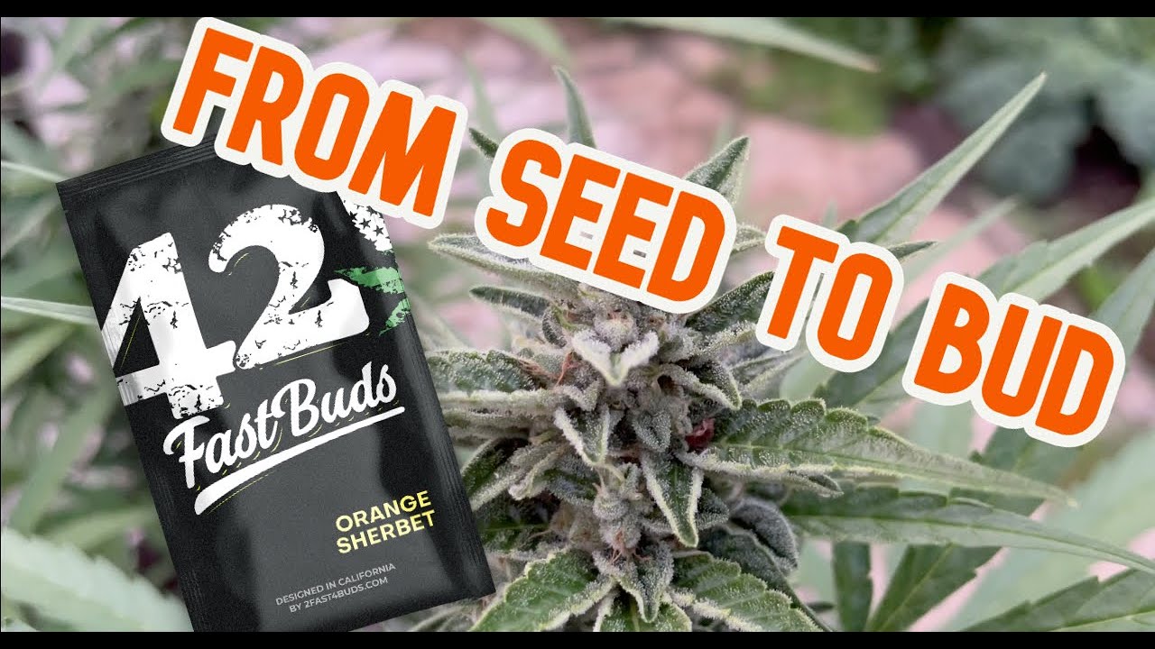 420 Fast Buds - Orange Sherbet Auto. От начала до конца.