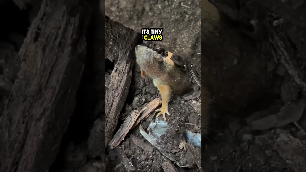 This Guy found Lost Baby Squirrels and Rescued them 😲❤️