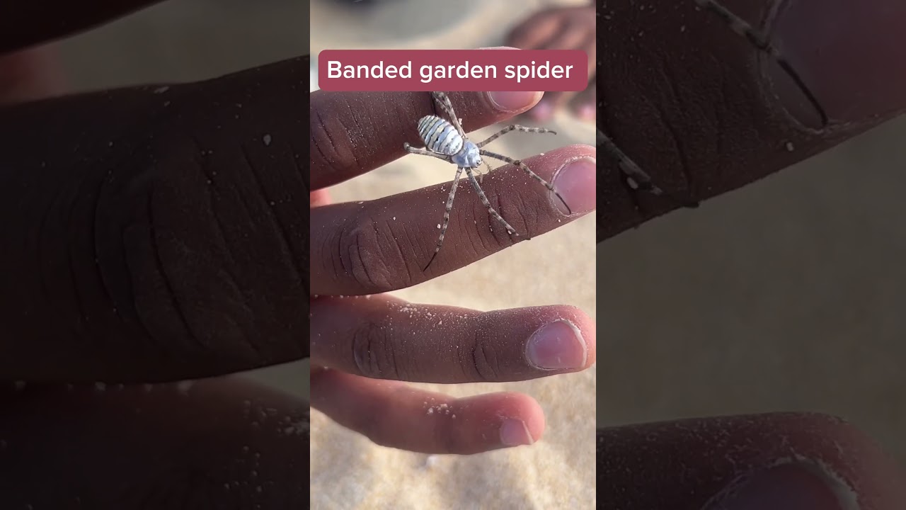 Banded garden spider #nature #wildlife #arthropod #arachnid #spider #garden #bite #shorts