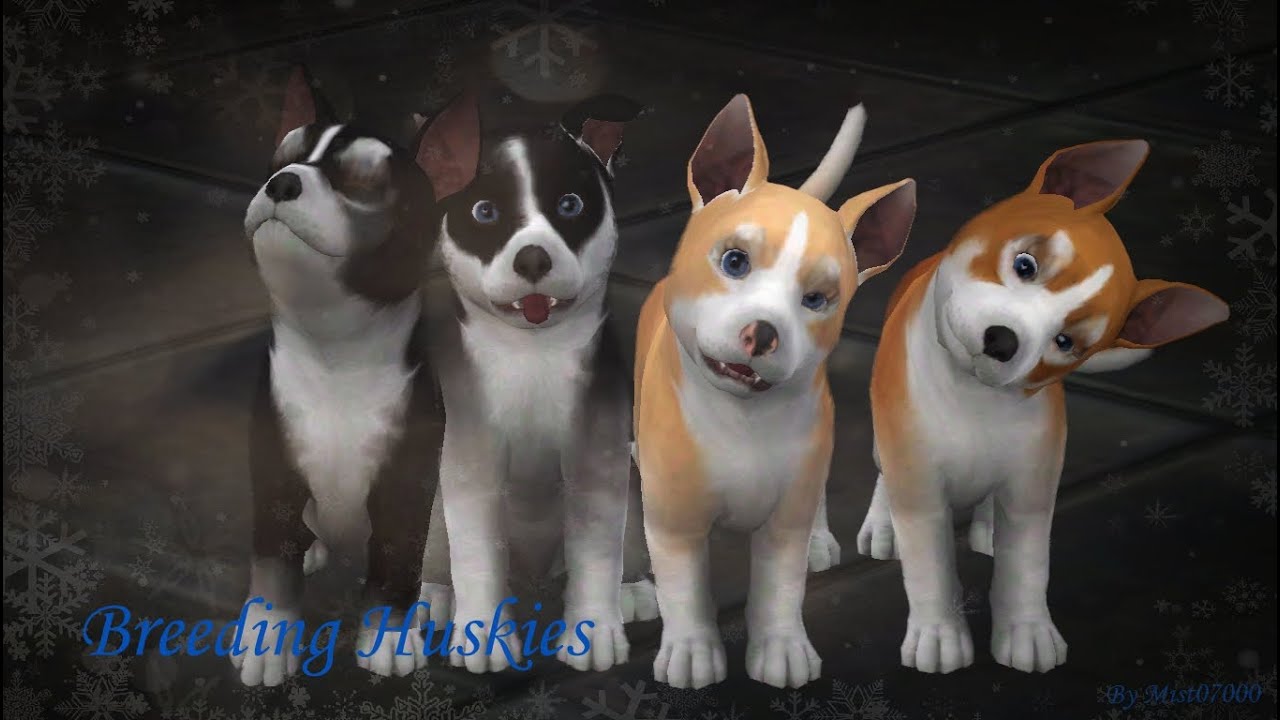 Breeding huskies ~ Sims 3 Pets