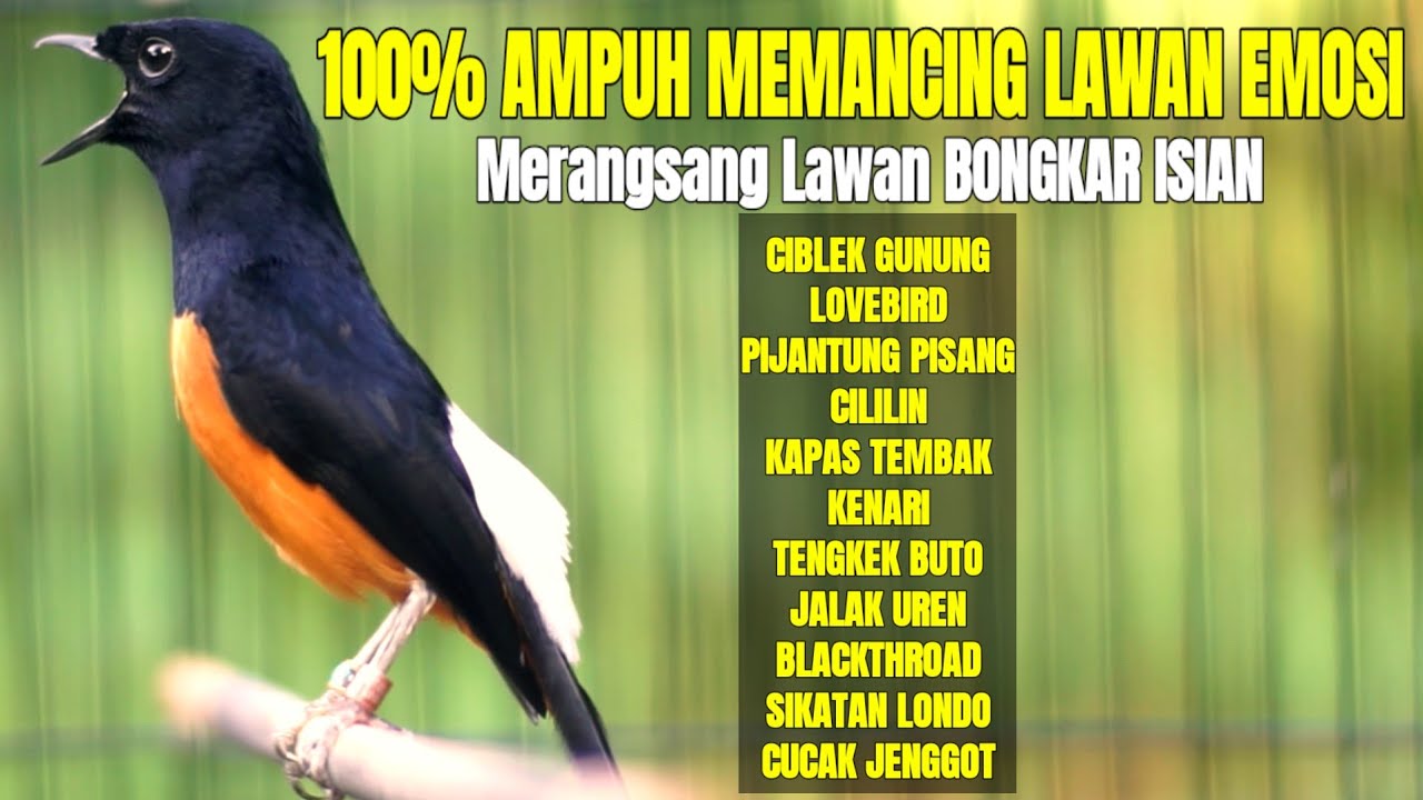 MURAI BATU EMOSI AMPUH MEMANCING LAWAN AGAR BUNYI JADIKAN MURAI BATU BONGKAR ISIAN