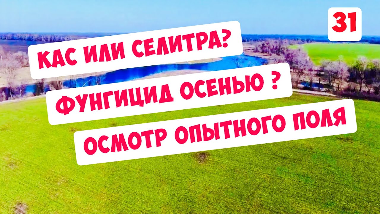Озимка - КАС или Селитра? Фунгицид осенью - да или нет ? Опытный участок 20 дней спустя ...