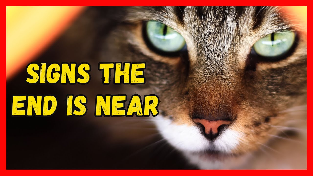Do Cats Know When They Are Dying? Signs They are Nearing the End. 😿