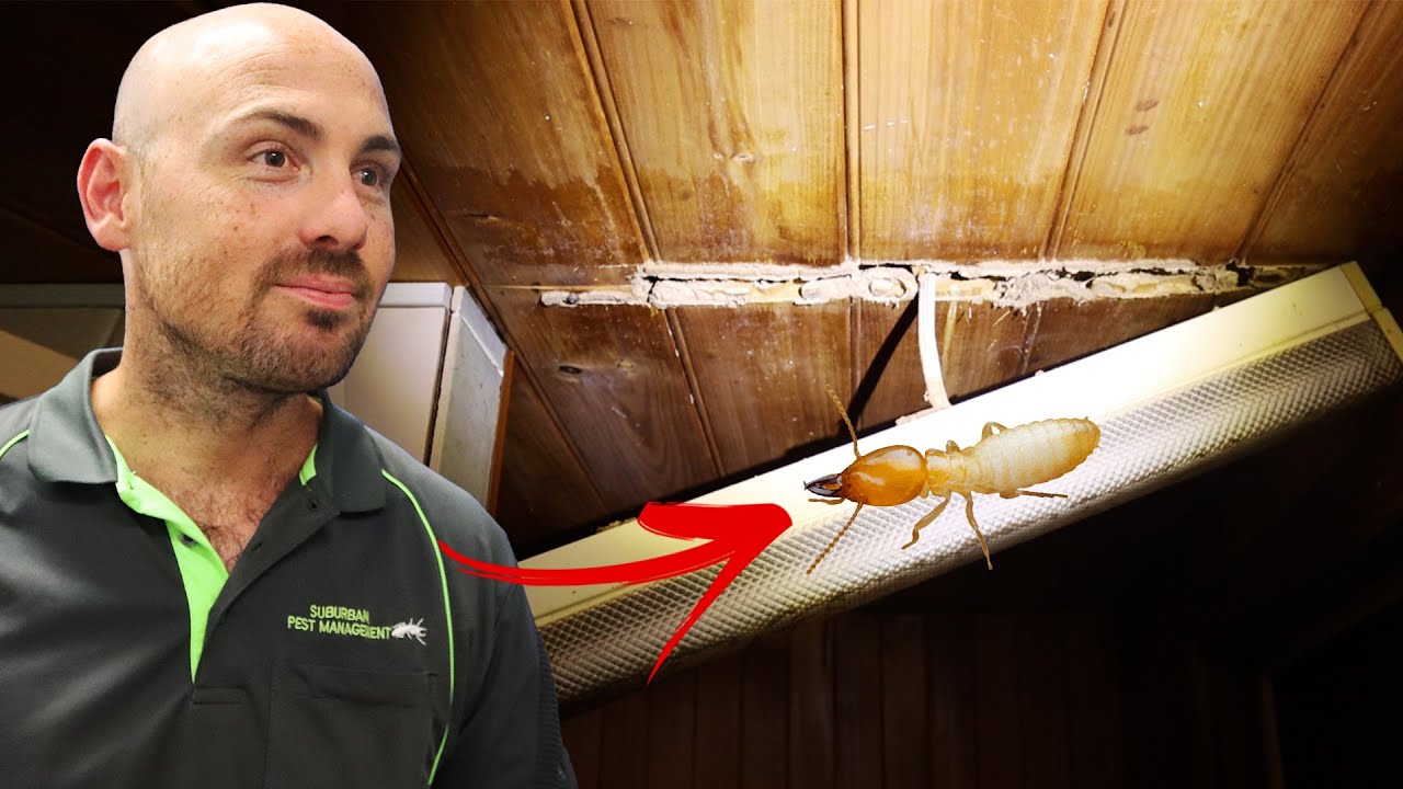 Why are Timber Pest Inspections so Important?
