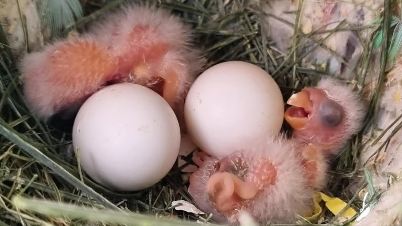 The Birdies Are Here.