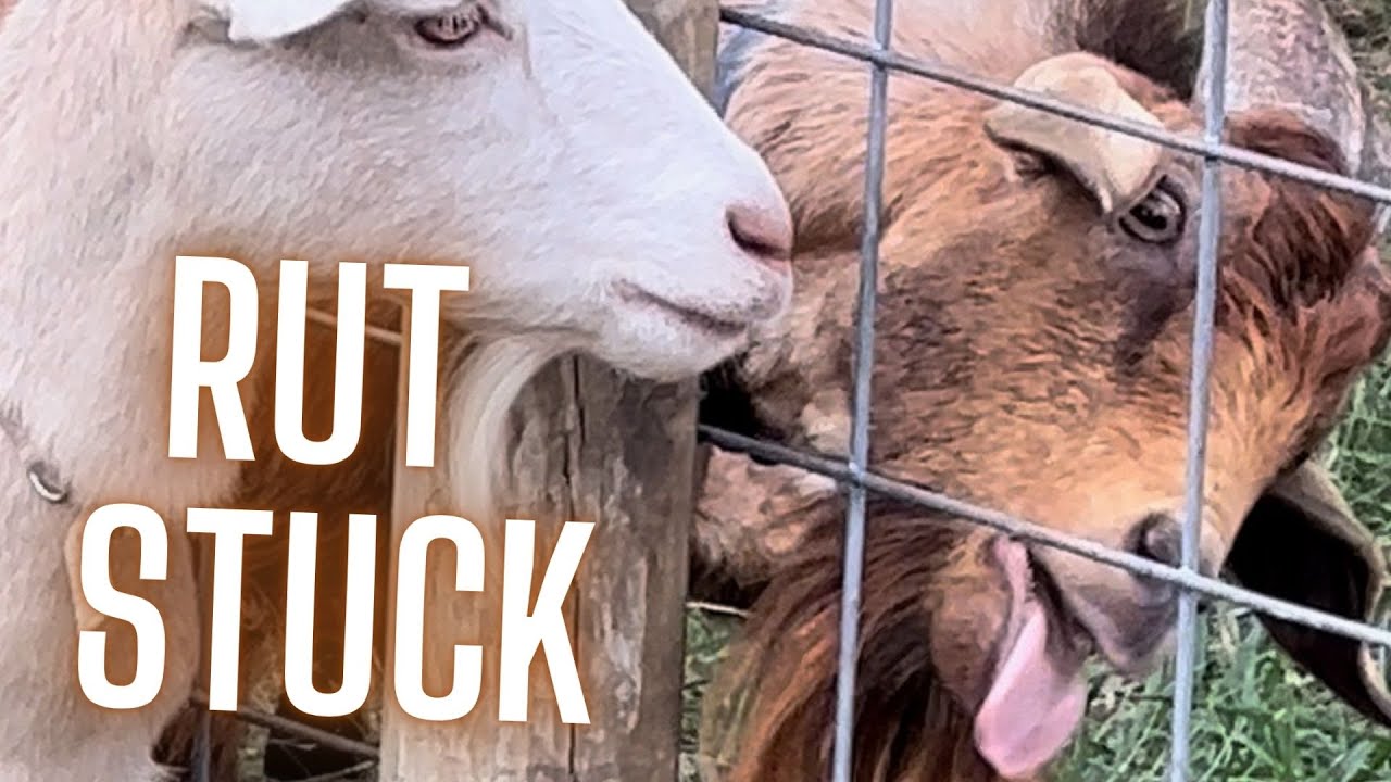 Goat in Rut