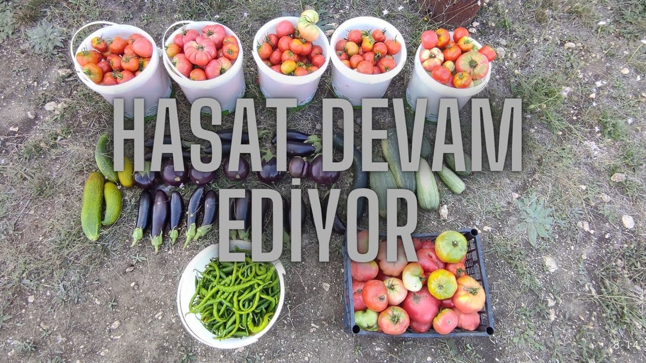 14 - 14 Ağustos 2022 Domates, Patlıcan, Kabak, Biber, Salatalık ve Reyhan hasadı