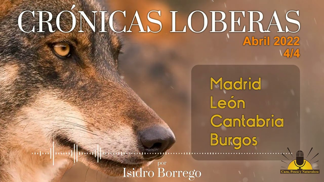 Ataques de Lobo en España - 4ª semana de Abril 2022