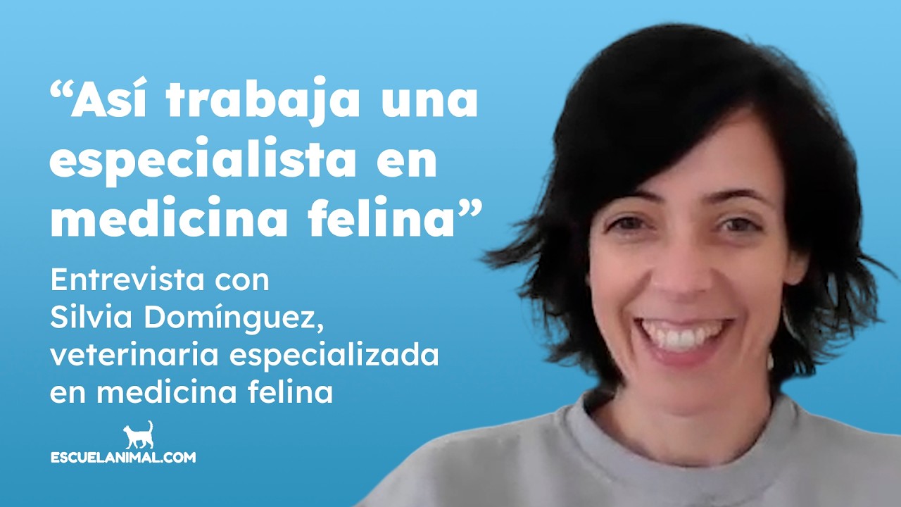 Medicina felina en la práctica: diagnóstico, manejo y errores comunes en clínica