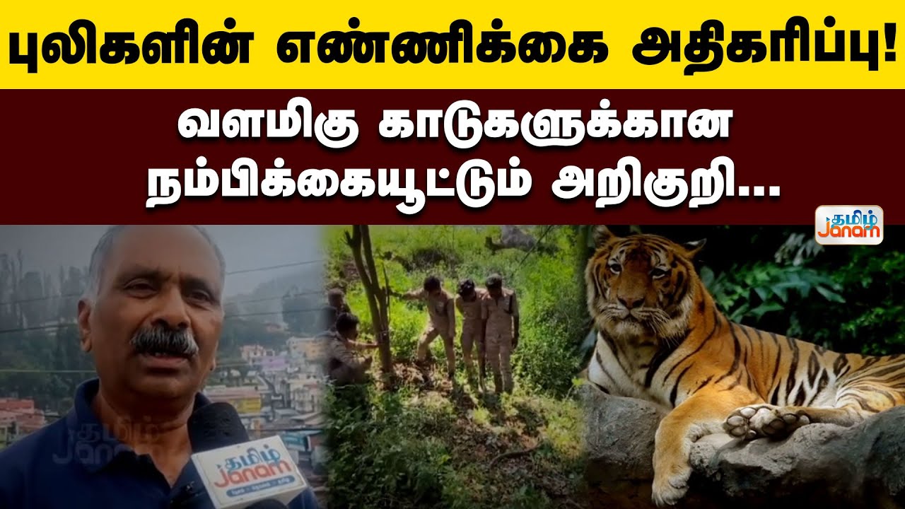 நீலகிரியில் புலிகளின் எண்ணிக்கை அதிகரிப்பு! வளமிகு காடுகளுக்கான நம்பிக்கையூட்டும் அறிகுறி...
