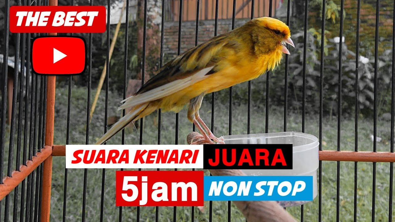 full 5jam mp3 suara kenari gacor juara speed rapet || sangat cocok untuk pancingan atau masteran