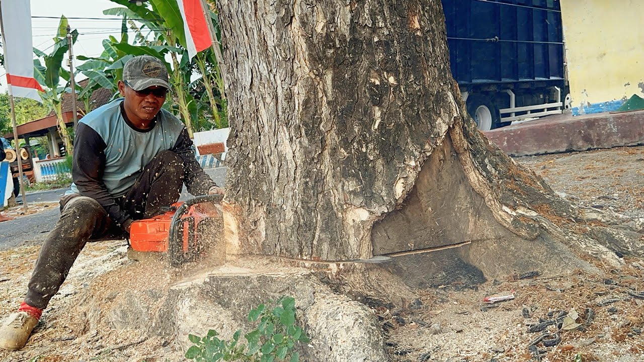 Cut down a trembesi tree on the side of the village road.