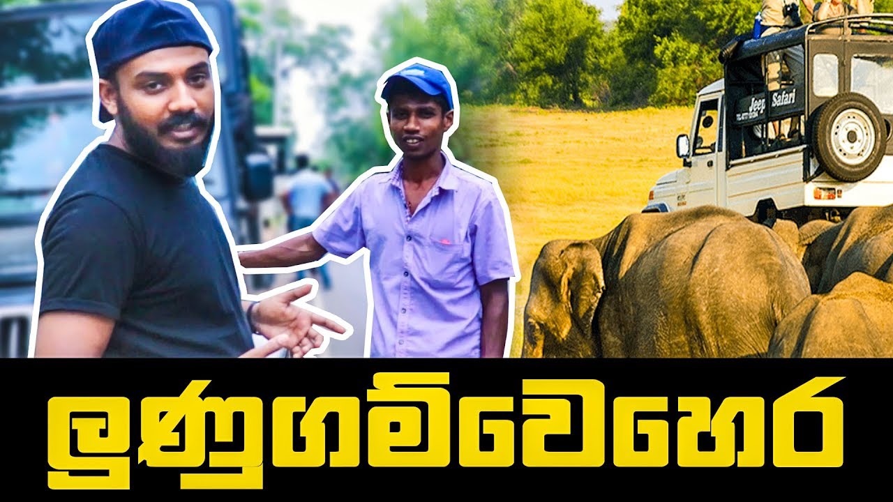 ජිප් පාගන අලි ඉන්න ලුණුගම්වෙහෙර | Lunugamwehera Safari