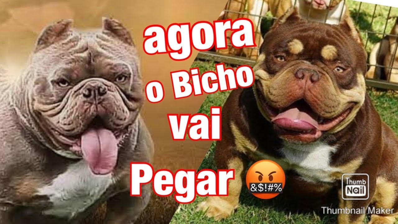 CHEGOU OUTRA NAMORADA DO XB NACHO - TRI LILAC EXOTIC BULLY SANGUE DO BAPE - OUTCROSS OU INBREEDING