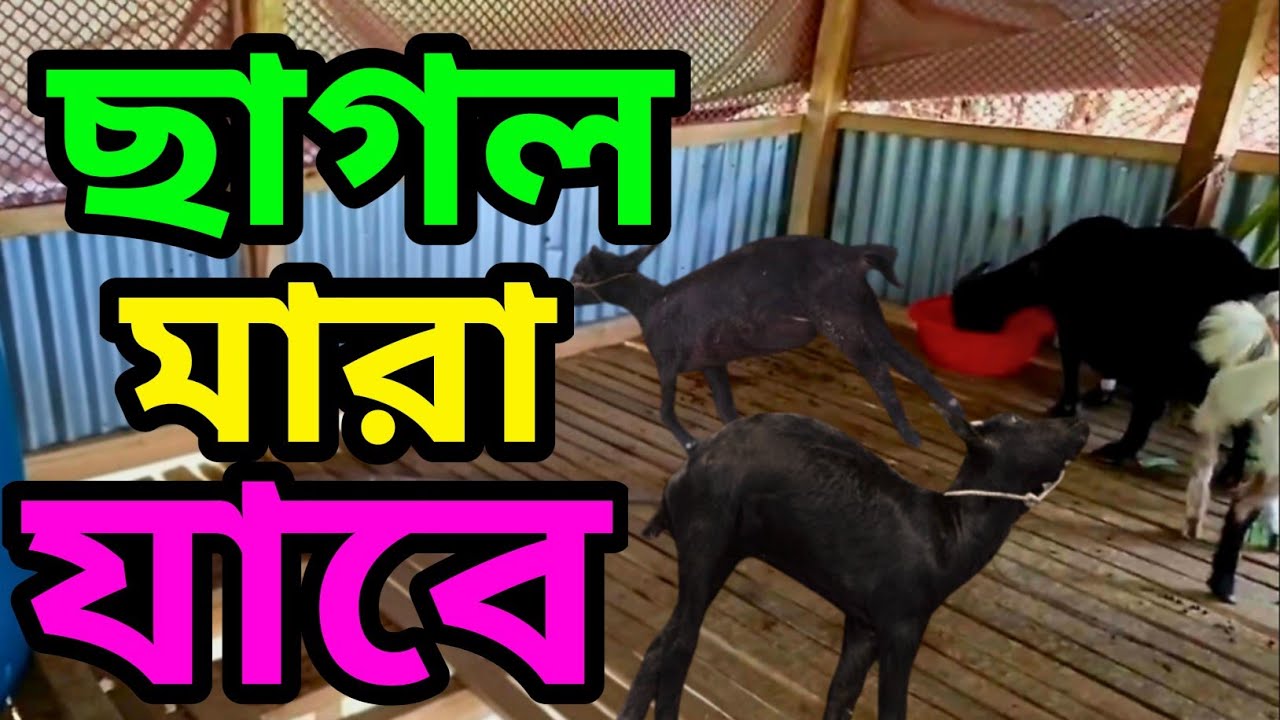 ছাগল মারা যাবে কি ভুল...?করলে...?