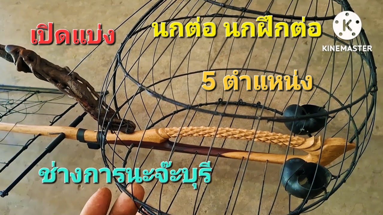 เปิด แบ่ง นกต่อ นกฝึกต่อ 5 ตำแหน่ง 097305-4821