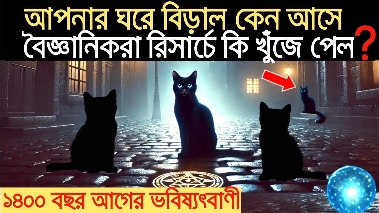 বিড়াল পালনকারীরা সাবধান | আল্লাহ বিড়ালকে কেন সৃষ্টি করেছেন | alimimessage