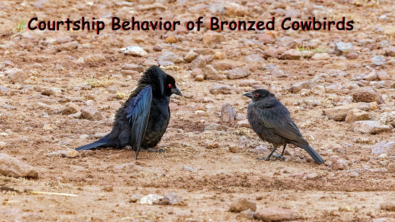 Bronzed Cowbird Courtship Behavior
