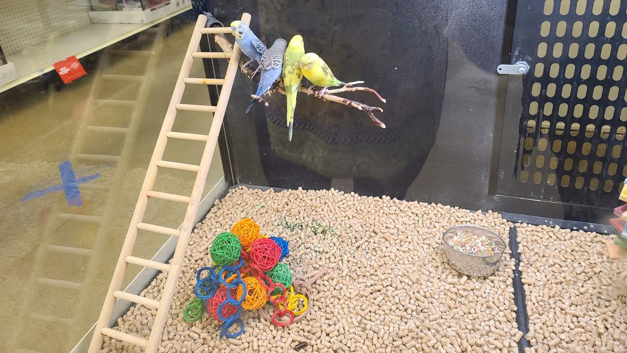 Getting a Budgie Vlog! | 🐤Parakeet Selection | Big Cage Assembling