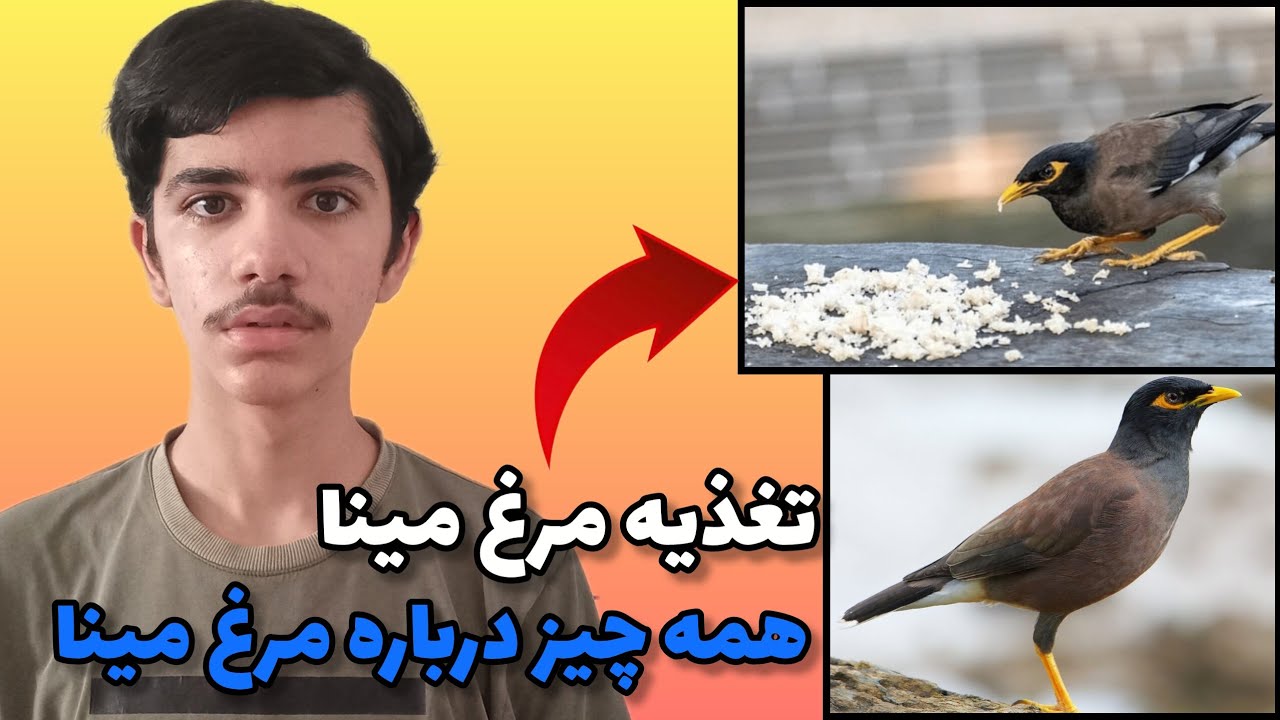 قبل از خرید مرغ مینا،همه چیز رو اینجا یاد بگیر!
