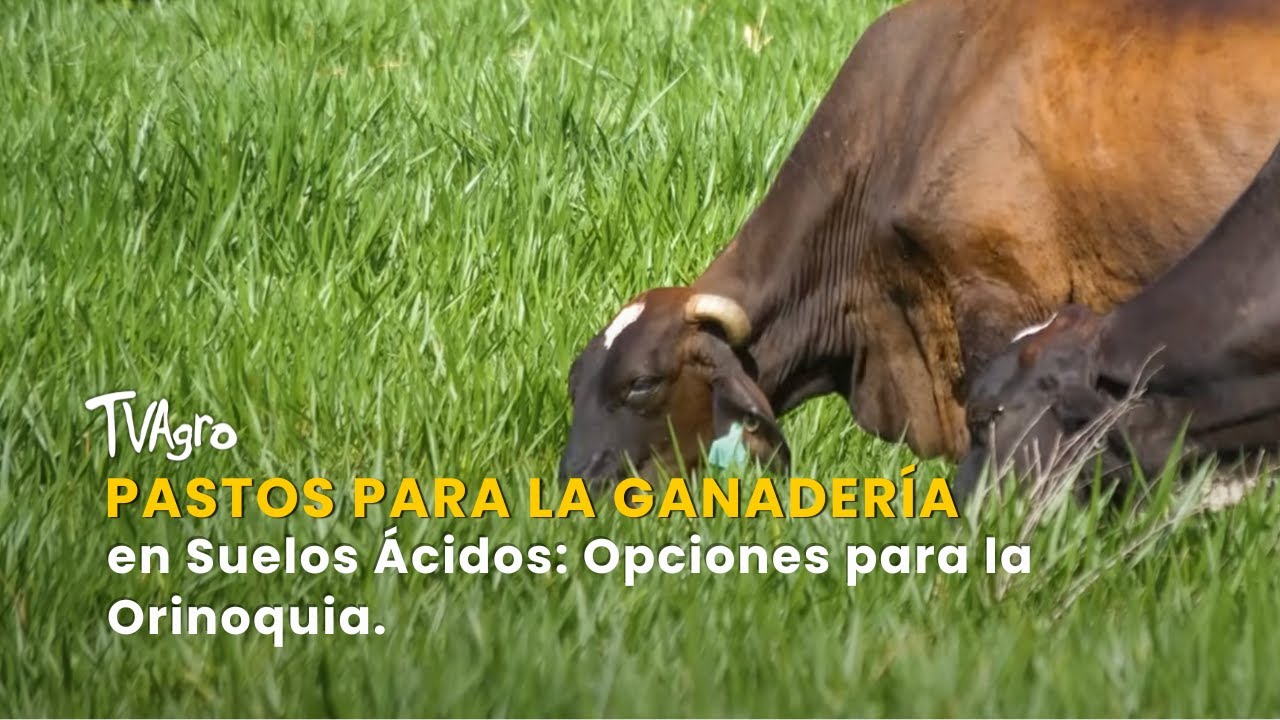 Pastos para la Ganadería en Suelos Ácidos: Opciones para la Orinoquia -TvAgro por Juan Gonzalo Angel